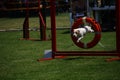 Dog on competing agility jumping on an outdoors agility competition.