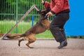 Dog competition, police dog training, dogs sport Royalty Free Stock Photo