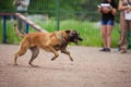 Dog competition, police dog training, dogs sport