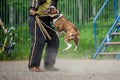 Dog competition, police dog training, dogs sport