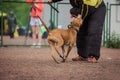 Dog competition, police dog training, dogs sport