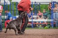 Dog competition, police dog training, dogs sport