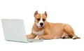 Dog and a computer Royalty Free Stock Photo
