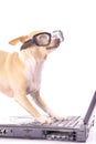 Dog on computer reading emails Royalty Free Stock Photo