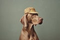 dog concept animal art stylish fashion funny colourful latex pet. Generative AI.