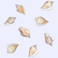 Dog conch , wing shell hand drawn sketch vector. Royalty Free Stock Photo