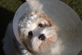 Dog in cone Royalty Free Stock Photo