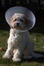 Dog in cone Royalty Free Stock Photo