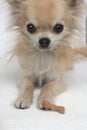 Dog cookies and chihuahua