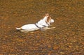 Dog Cooling off in the Water Royalty Free Stock Photo