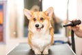 Dog Corgi Drying Pet Grooming and hairstyle Concept.