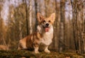 dog (corgi) Royalty Free Stock Photo