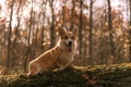 dog (corgi) Royalty Free Stock Photo
