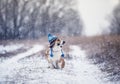 Cute  red dog Corgi sits on a walk in a winter Park in a funny blue knitted hat with earflaps during a snowfall Royalty Free Stock Photo