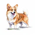 Dog_Corgi_Watercolor1_7