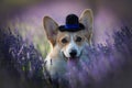 Dog Corgi Welsh Pembroke in the guise of a groom standing in a lavender field
