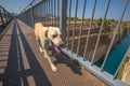 Dog of Corinto Canal Royalty Free Stock Photo