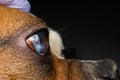 Dog with corneal ulcer. English Bulldog breed