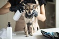 Dog cosmetics, grooming, a female groomer washing a small dog in a grooming salon, pet beauty and hygiene, animal hair cutting