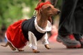 Dog in costume during Dachshund parade