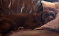 Dog on Couch Trying to Sleep
