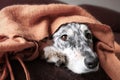 Dog on couch under blanket