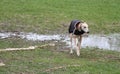 Dog covered up on a rainy cold day Royalty Free Stock Photo