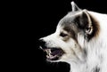 Dog crazy threaten show fangs have drooling. is a symptom of rabies. Royalty Free Stock Photo