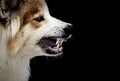 Dog crazy threaten show fangs have drooling. is a symptom of rabies. Royalty Free Stock Photo