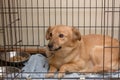 Dog with crooked teeth sits in cage. Abandoned pet with defect in animal shelter