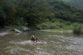 Dog crossing Rio Pilon in the City of Monterrey