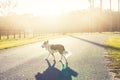 Dog crossing road Royalty Free Stock Photo