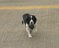 Dog crossing road carrying leash Royalty Free Stock Photo