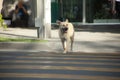 Dog crossing road with crosswalk Royalty Free Stock Photo