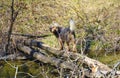 Dog crossing small river on fallen tree Royalty Free Stock Photo