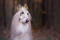 Dog in the crown, afghan hounds ,