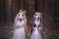 Dog in the crown, afghan hounds , in royal clothes