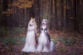 Dog in the crown, afghan hounds , in royal clothes