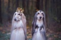 Dog in the crown, afghan hounds
