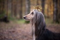 Dog in the crown, afghan hounds