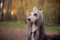 Dog in the crown, afghan hounds , in royal clothes