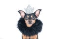 Dog in the crown and a boa, a  king, the prince , Isolated on a white portrait of a stylish dog Royalty Free Stock Photo