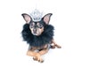 Dog in the crown and a boa, a  king, the prince , Isolated on a white portrait of a stylish dog, space for text Royalty Free Stock Photo