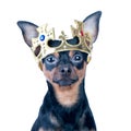 Dog in the crown, like a king, a prince.