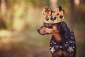 Dog in the crown, in royal clothes, on a natural background. Dog
