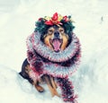 A Dog Crowned Christmas Wreath