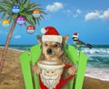 Dog with coffee on beach at christmas Royalty Free Stock Photo