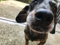 Cute, curious dachshund from close, front view with big nose