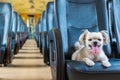 Dog so cute inside a railway train wait for travel Royalty Free Stock Photo