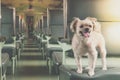 Dog so cute inside a railway train wait for travel